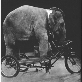 Elephant Tricycles