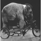 Elephant Tricycles